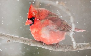 A tough cardinal soldiers on in the weather extremes