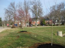 lafayette reed trees